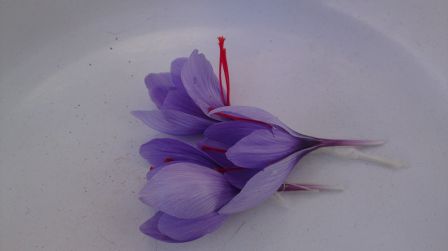 crocus safran